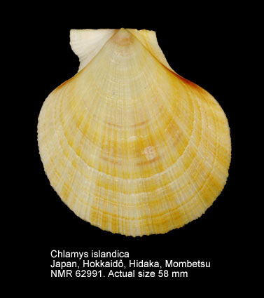 Chlamys islandica (3).jpg - Chlamys islandica(O.F.Müller,1776)